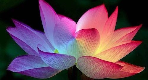 An open lotus flower that appears to be illuminated, with petals that vary from purple to yellow to pink, symbolizing the experience of the free audio player