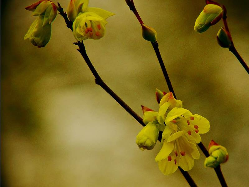 A dreamy, soft-focus closeup of stems bearing lovely yellow and red flower buds and blossoms. The background is also yellow, with white and brown.