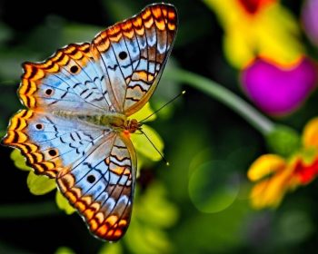 A blue and gold butterfly is shown in front of a blurred background of greenery and flowers