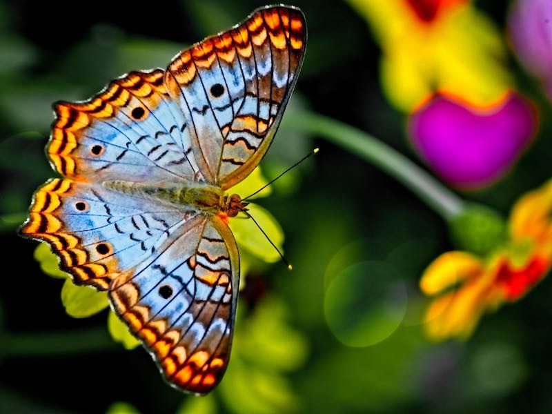 A blue and gold butterfly is shown in front of a blurred background of greenery and flowers