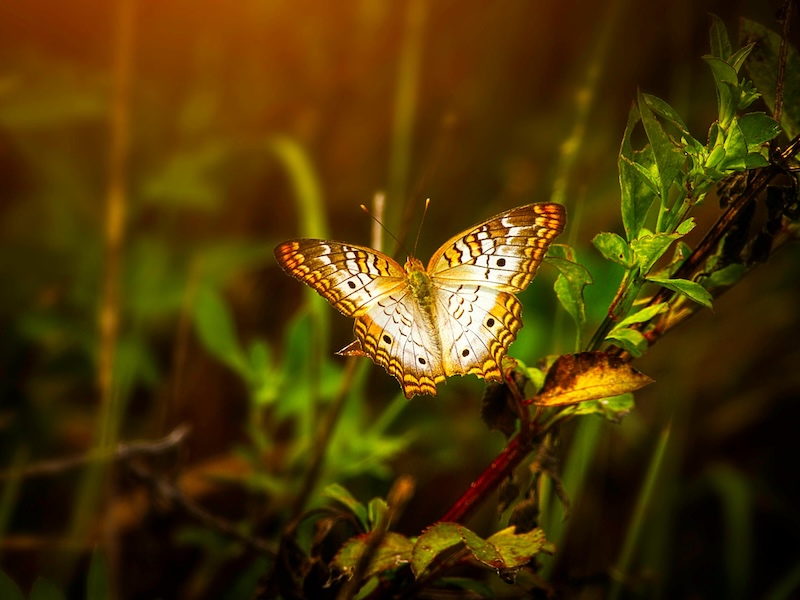 A butterfly opening its wings into golden light, mirroring the soul's quiet transfiguration through spiritual alchemy.